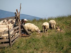 Archivo:Ordeño de oveja.