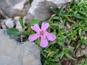 Petrocoptis-crassifolia.jpg