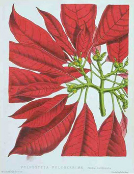 Archivo:Euphorbia Pulcherrima Floral Magazine 1873