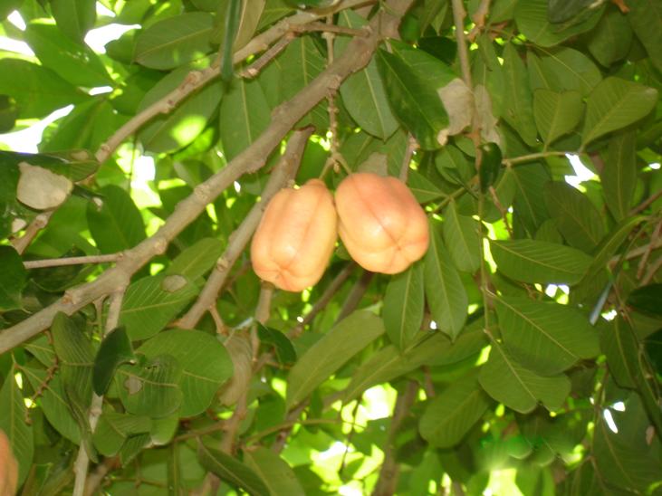 Fruto sesos de mata2