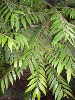 Jagera pseudorhus leaves.JPG