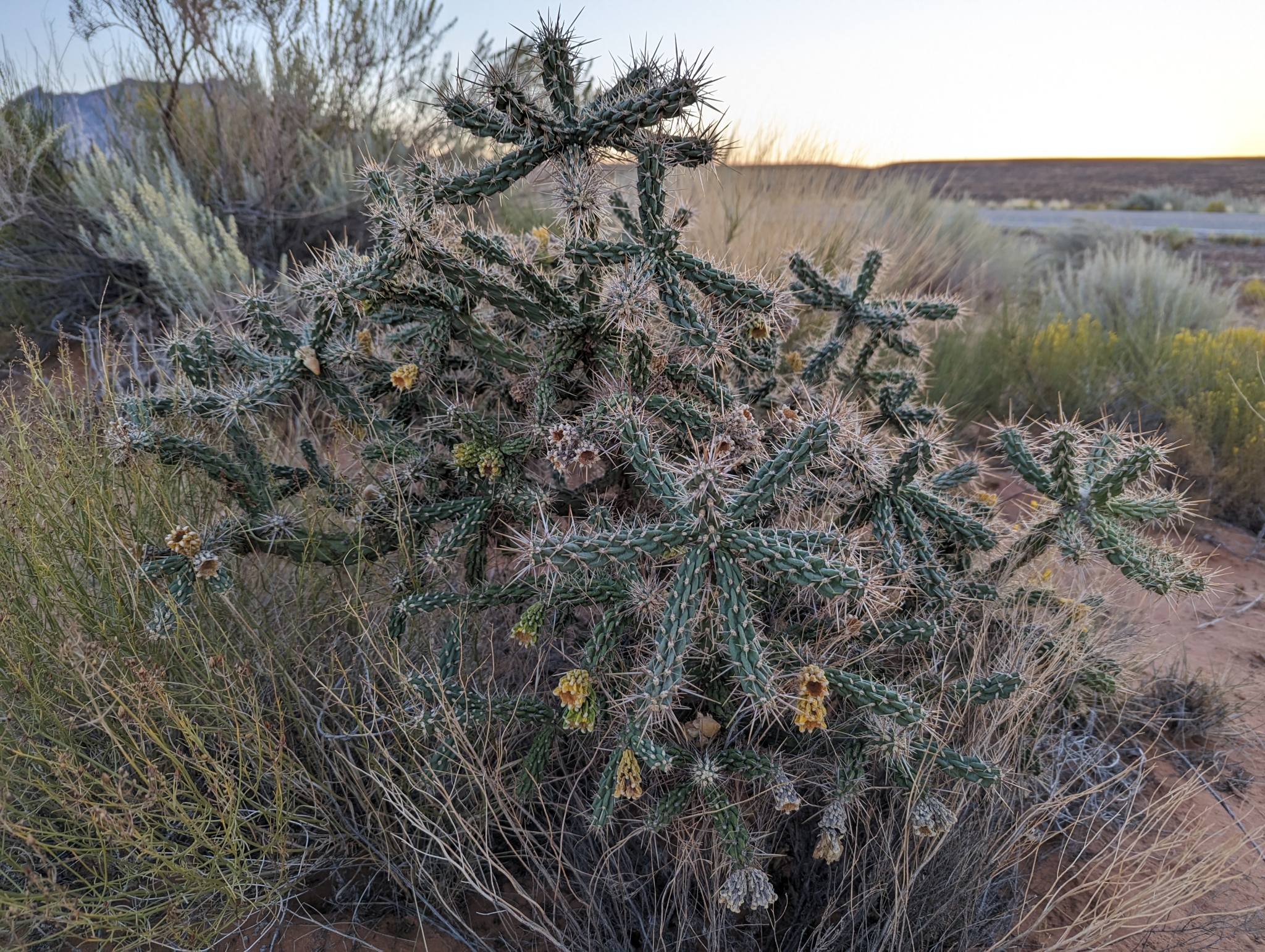 Cylindropuntia whipplei 13.jpeg