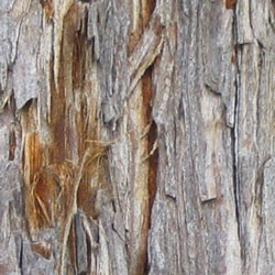 Archivo:Coast redwood bark