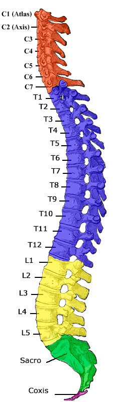 Archivo:Gray 111 - Vertebral column-coloured esp