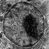 Archivo:Micrograph of a cell nucleus