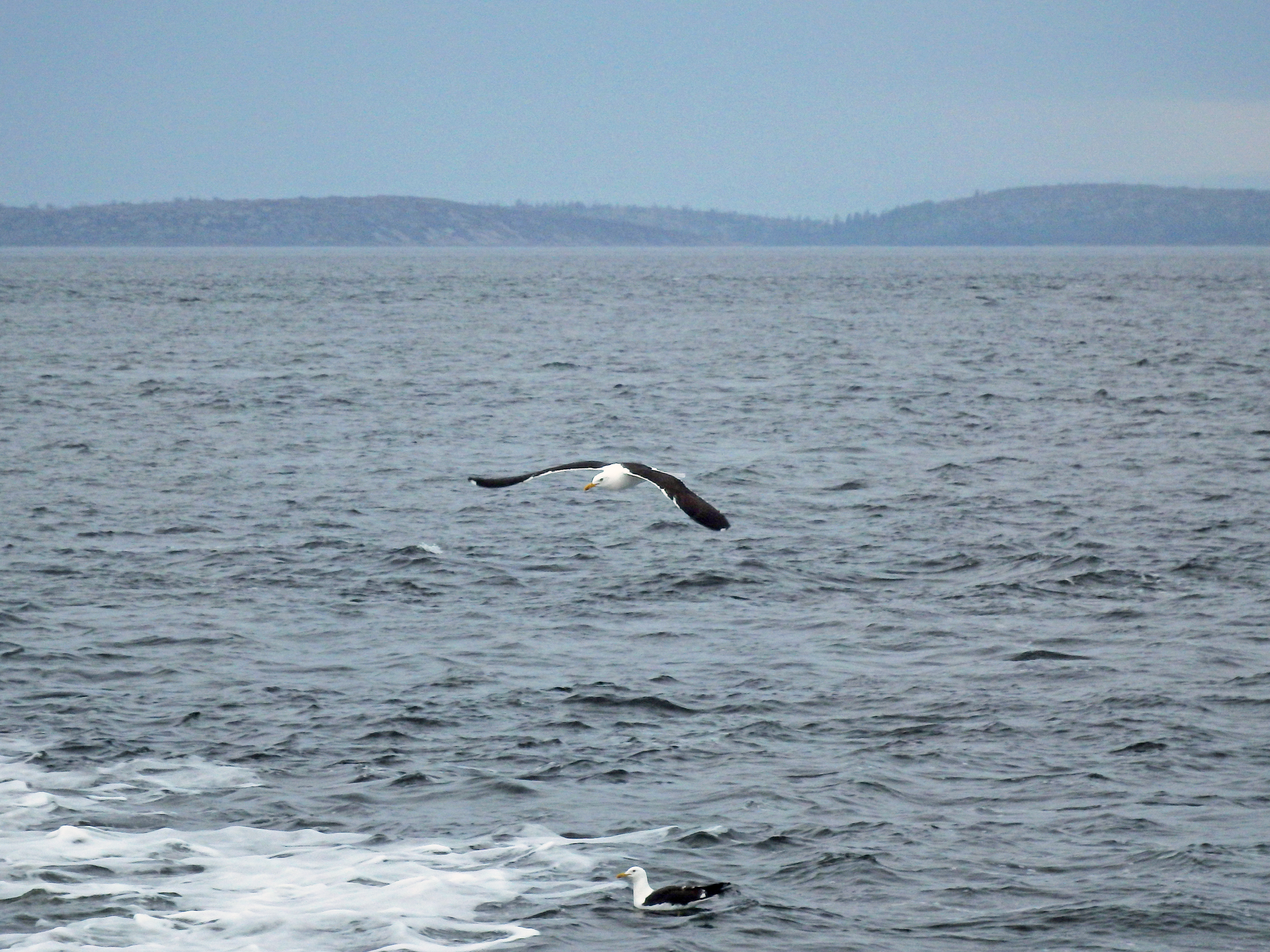 Seagull in the White sea.jpg