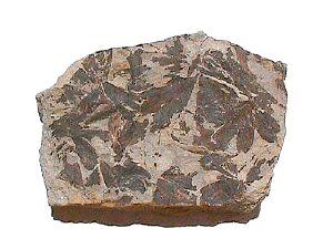 Archivo:Ginkgo huttoni fossile-jurassique 0