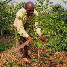 Archivo:Voa murdock rwanda farming musangwa 300 oct2011