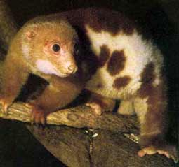 Archivo:Cuscus1