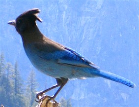 Archivo:Cyanacitta stelleri