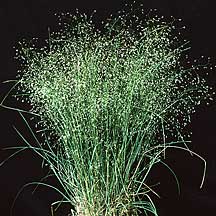 Archivo:Achnatherum hymenoides - Ricegrass