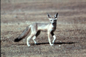 Archivo:Vulpes macrotis mutica full figure