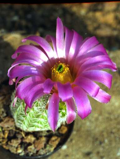 Echinocereus scopulorum