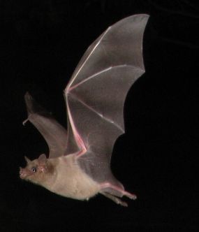 Archivo:Southern long-nosed bat