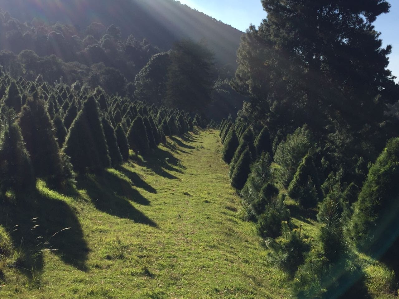 Archivo: Bosque de los Arboles de Navidad en Amecameca, Edo de México
