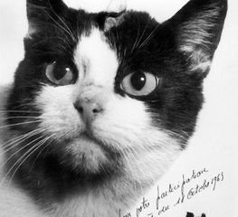 Félicette, the First Cat in Space, Finally Gets a Memorial (cropped).jpg
