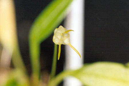 Masdevalliaventricosa2
