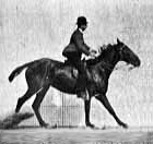 Archivo:Muybridge horse jumping animated