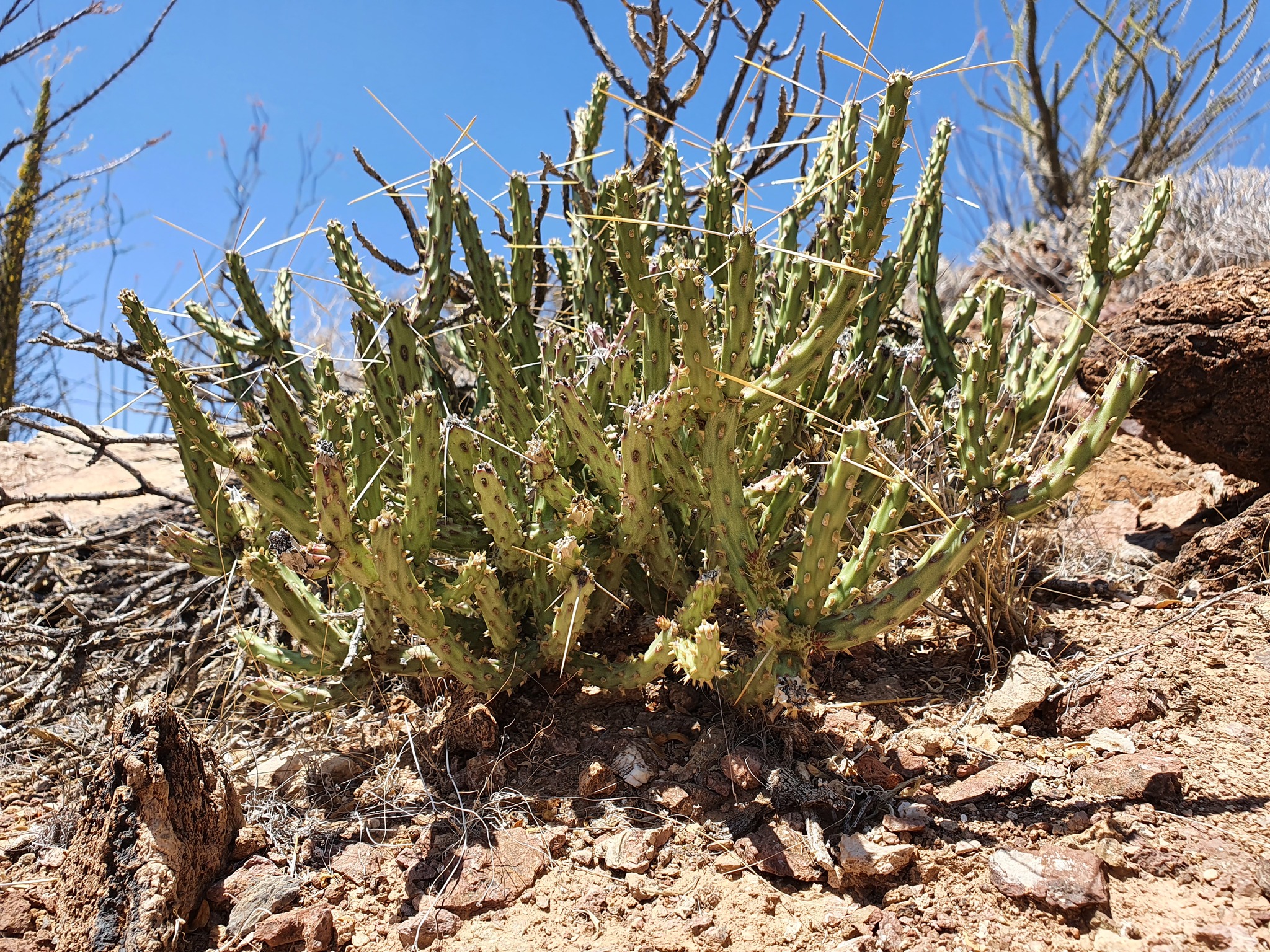Cylindropuntia tesajo 1.jpeg
