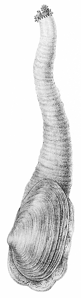 Archivo:Mya arenaria met dier vertikaal