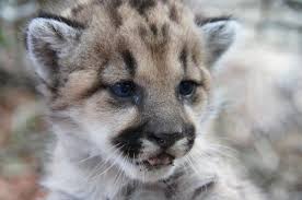 Archivo:Puma cub Malibu Springs area National Park Service December 2013