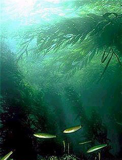Archivo:Kelp forest