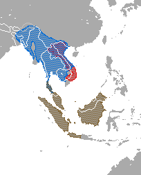 Distribución de Nycticebus spp. rojo = N. pygmaeus; azul = N. bengalensis;café = N. bancanus, N. borneaus, N. coucang, N. javanicus, N. kayan, & N. menagensis