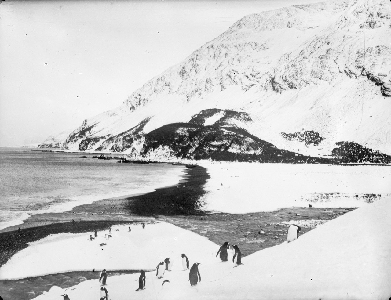 A view along the shore with penguins in the foreground, South Georgia (4793353964).jpg
