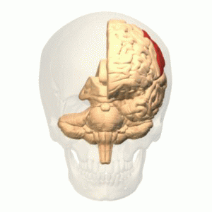Archivo:Parietal lobe animation