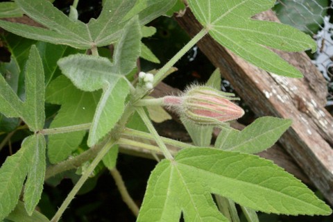 Hibiscus splendens - bud & leaves