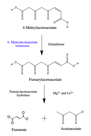 Archivo:Reaction pathway catalyzed by 4-maleylacetoacetate isomerase