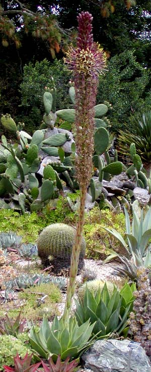 Archivo:Agave chiapensis whole