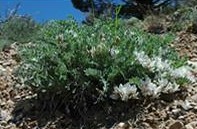 Astragalus desereticus.jpg