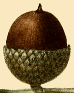 Archivo:NAS-019f Quercus nigra acorn