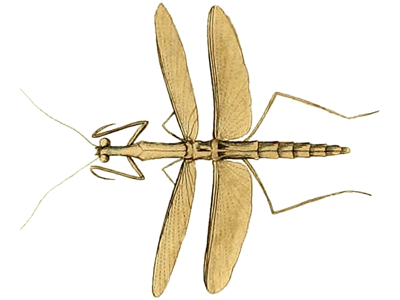 Thespis parva Illustrations of Exotic Entomology II 39 (cropped) 2