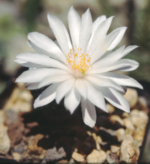 Archivo:Mammillaria albiflora