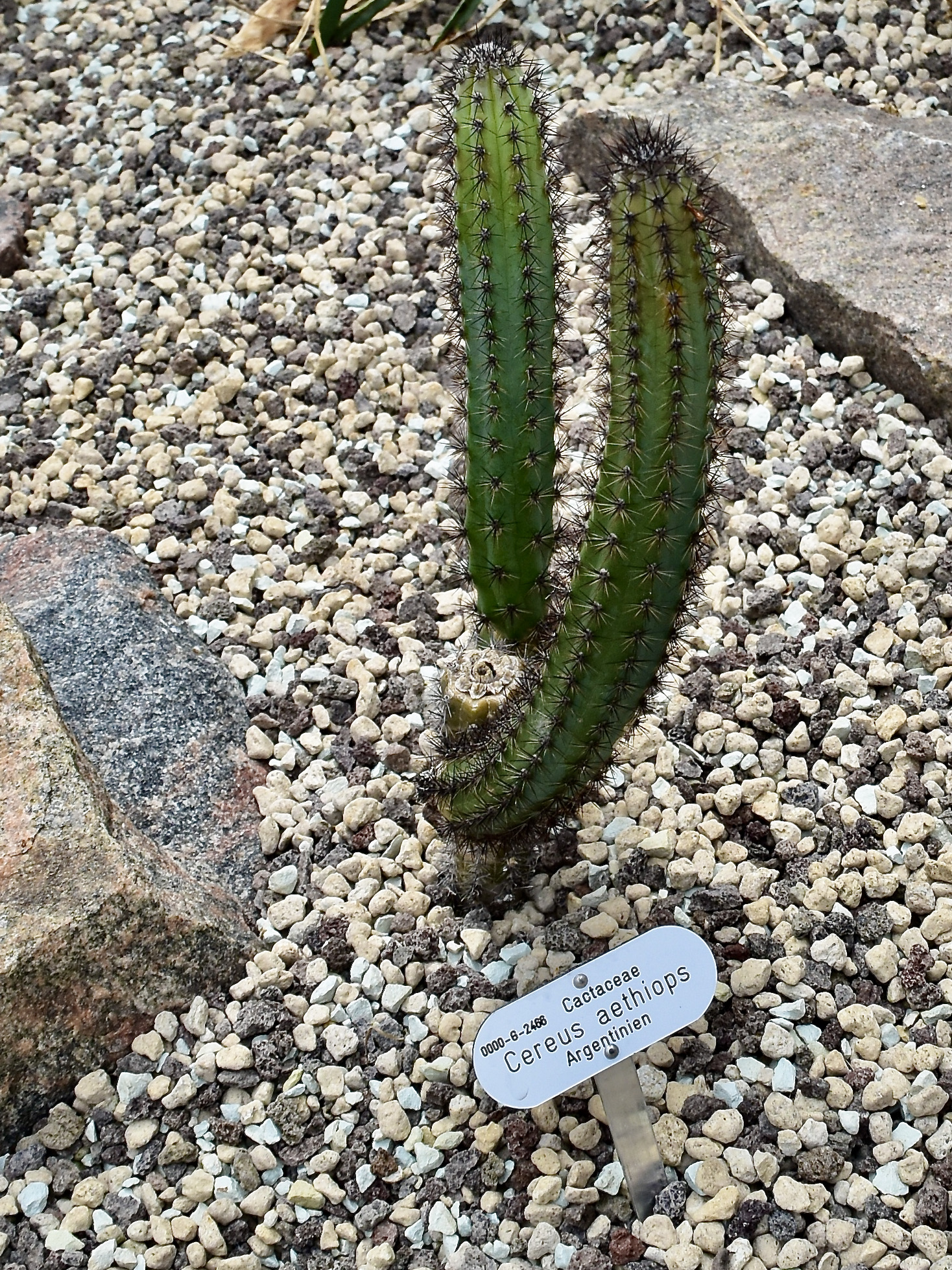 Cactaceae Cereus aethiops 1.jpg
