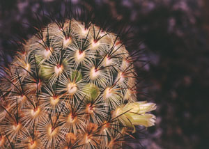 Archivo:Mammillaria microhelia 2