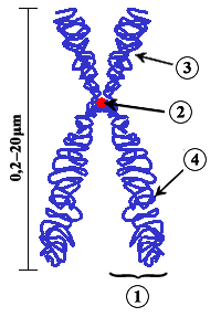 Diagrama de un cromosoma eucariótico duplicado y c Centrómero, el lugar del cromosoma en el cual ambas cromátidas se tocan. (3) Brazo corto. (4) Brazo largo.