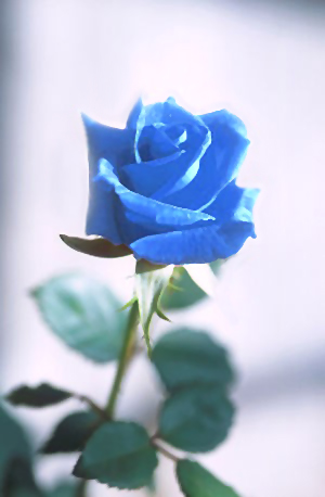 Archivo:Blue rose