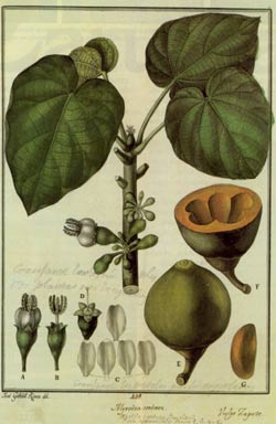 Archivo:Flora Huayaquilensis