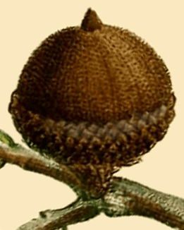 Archivo:NAS-014f Quercus phellos acorn