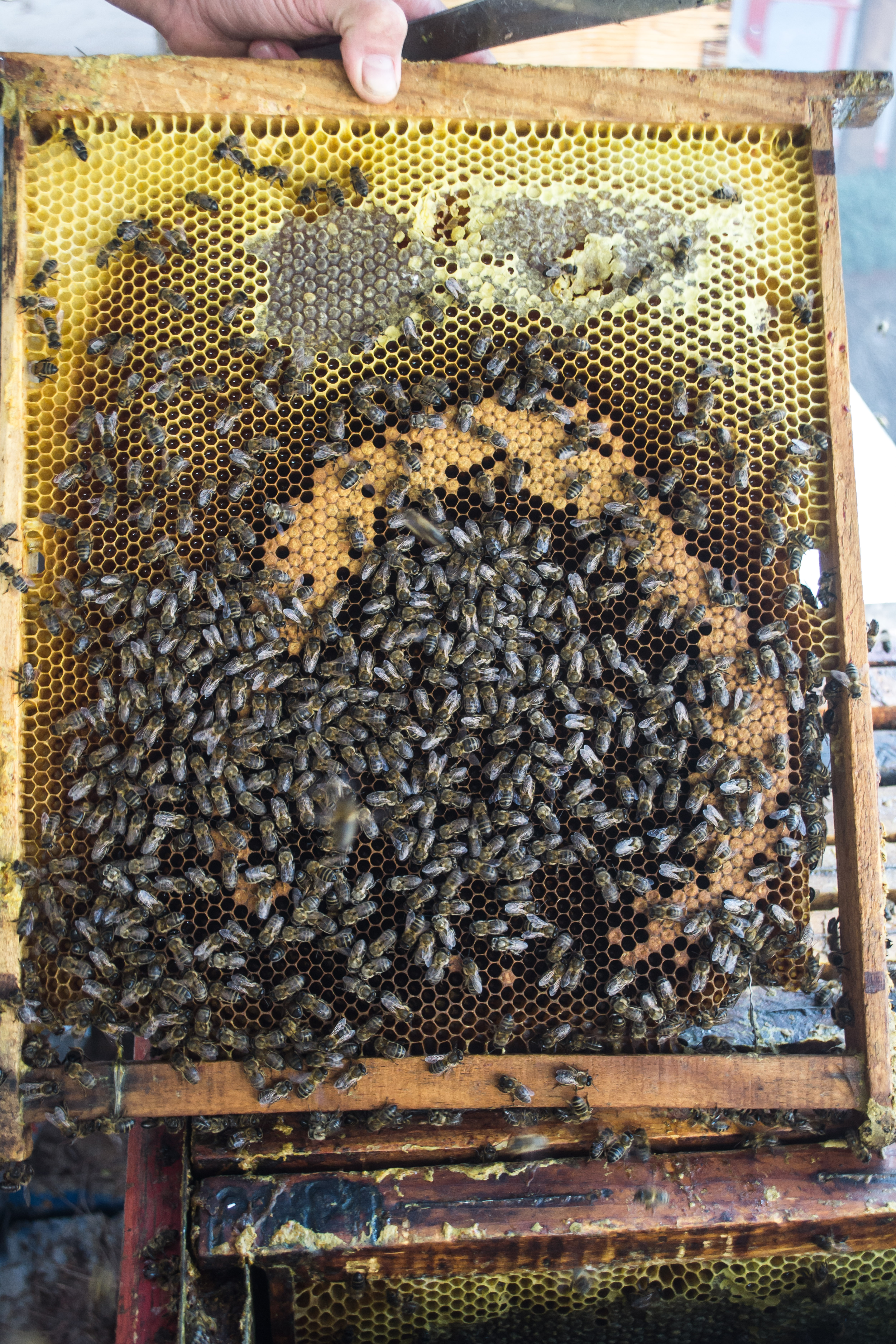 Abejas melíferas en un corte de un panal el Primer Corte de la Miel, en Ayora, Valencia 03.jpg