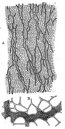 Archivo:Lacticifero de Scorzonera - enciclopedia Meyers b11 s0611