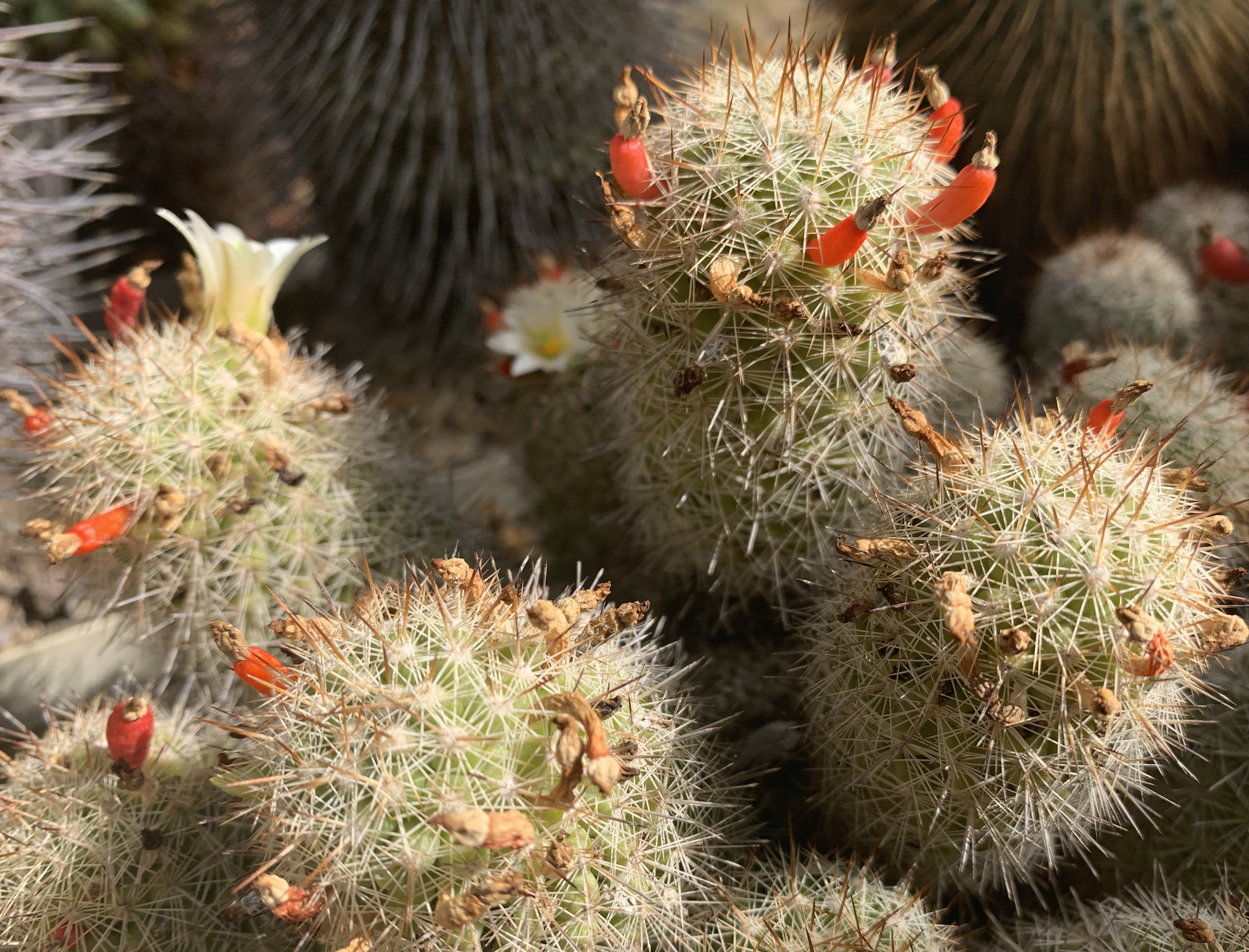 Mammillaria multidigitata 13951.jpg