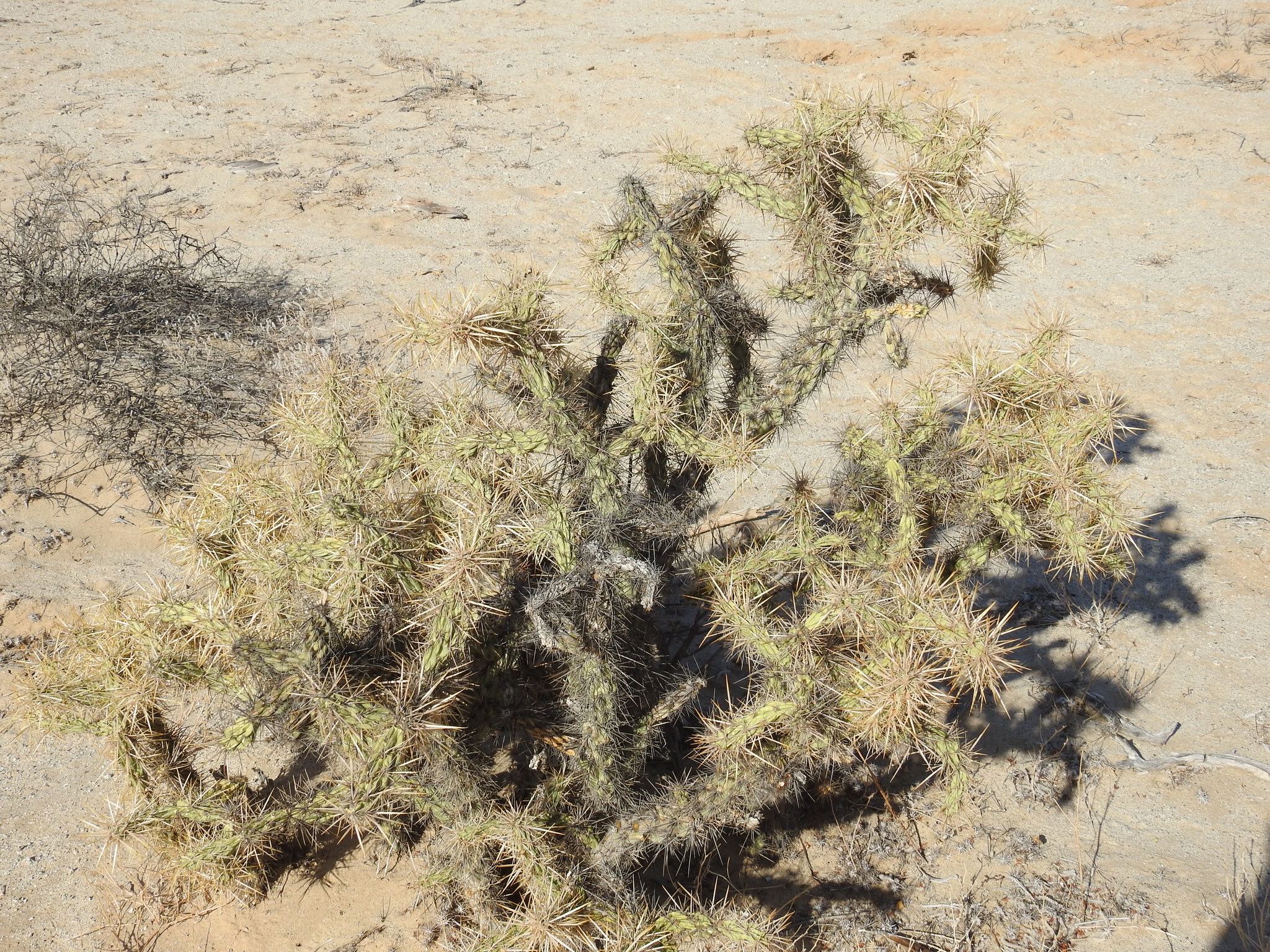 Cylindropuntia sanfelipensis.jpg