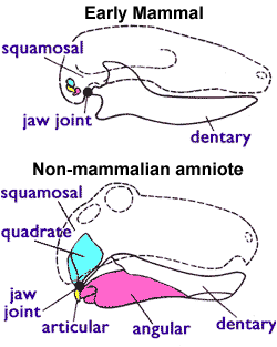 Archivo:Jaw joint - mammal n non-mammal