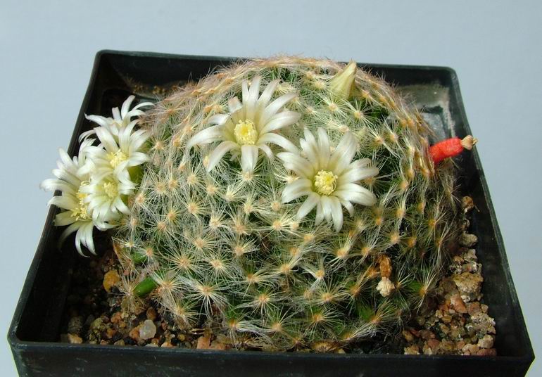 Mammillaria schiedeana Kh115 Khanon-215.jpg