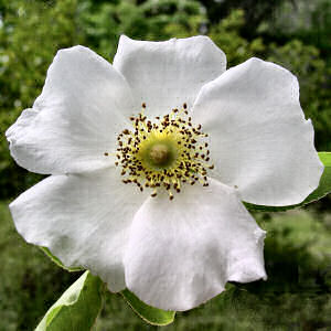 Archivo:Cherokee rose