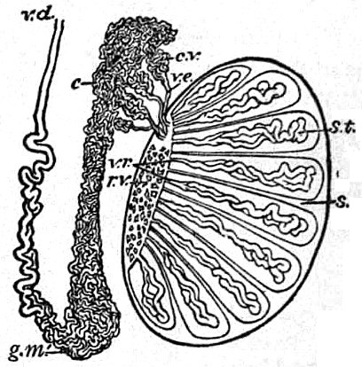 EB1911 Reproductive System, in Anatomy - testis and epididymis